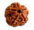 Pancha Mukhi Rudrakshaa